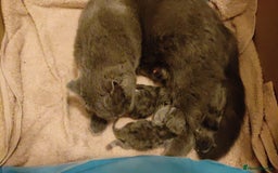 Mixed Breed cats for sale: Beautiful kittens  - Image 3