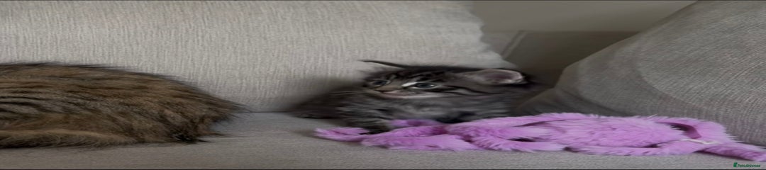 Maine Coon Kitten 2