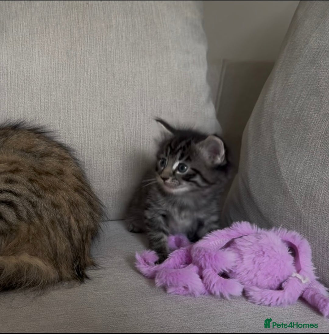 Maine Coon cats for sale: 2 Maine coon x tabby kittens  - Image 18