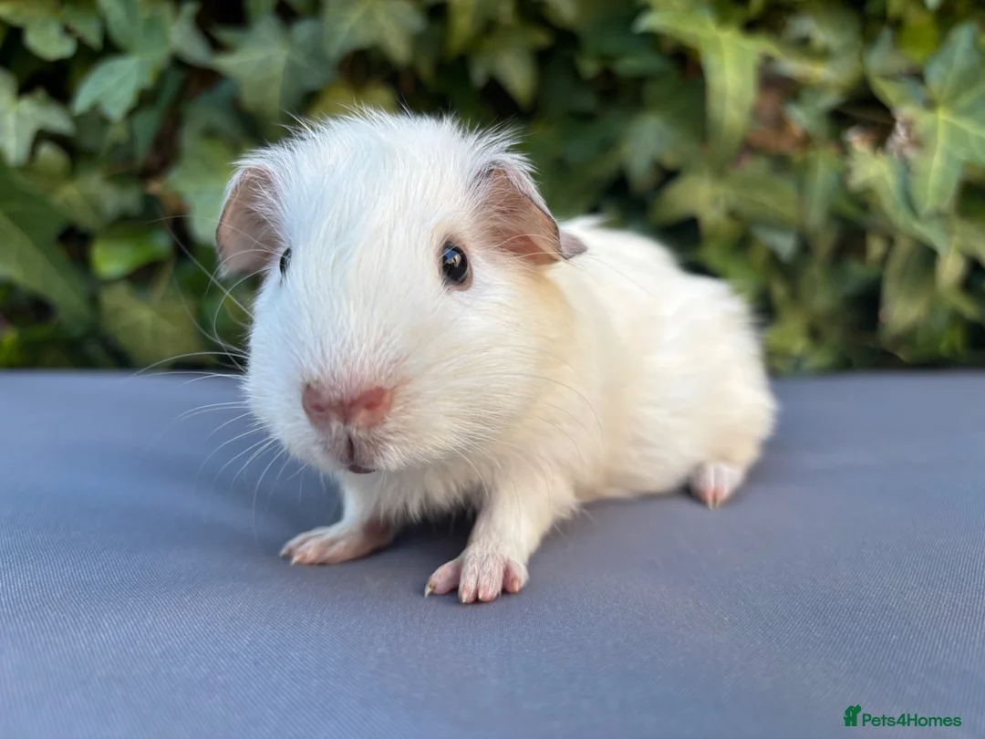 Guinea Pig rodents for sale: Gorgeous baby boys  - Advert 2