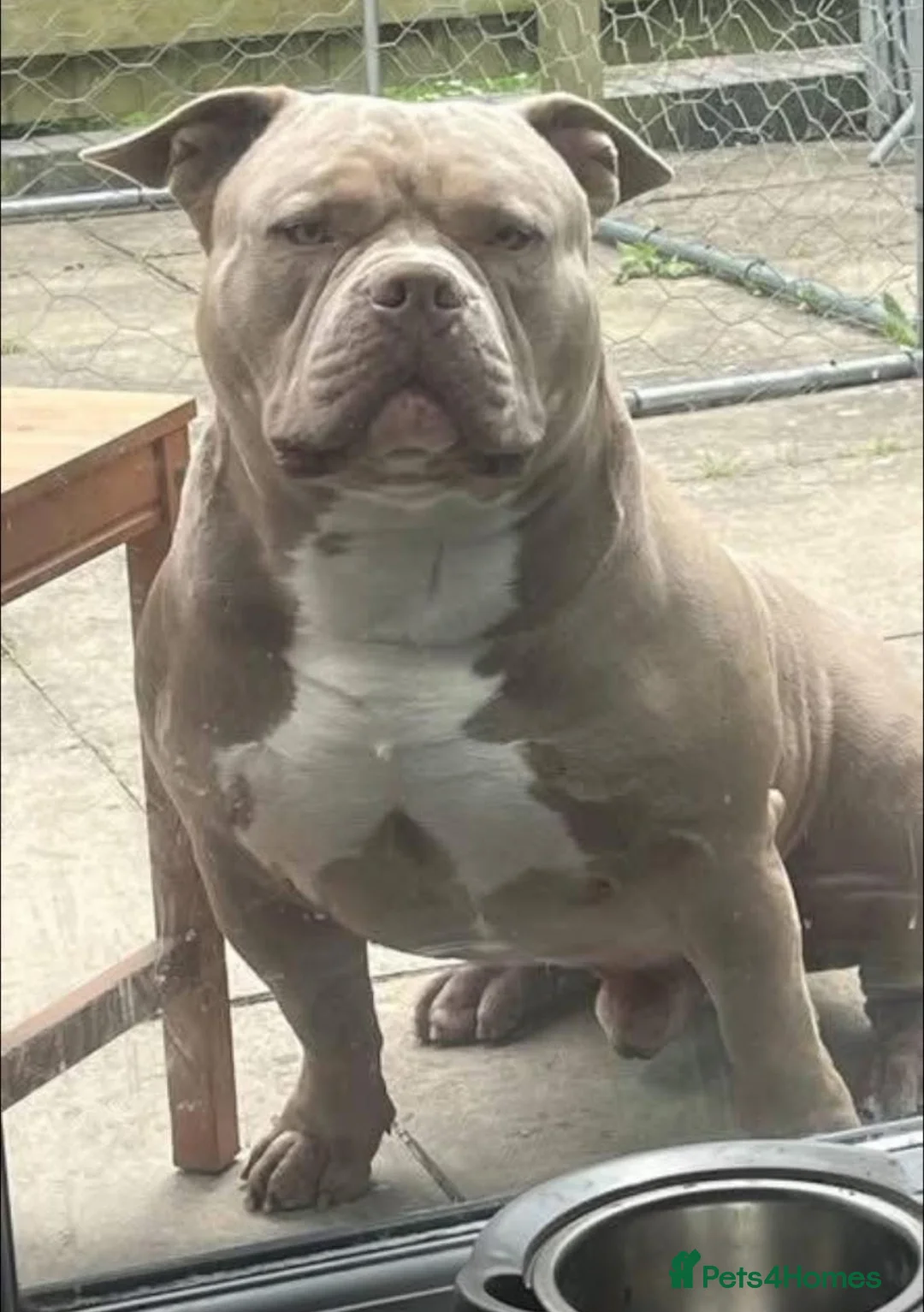 American Bully dogs for sale: Pocket Bully puppies  - Advert 13