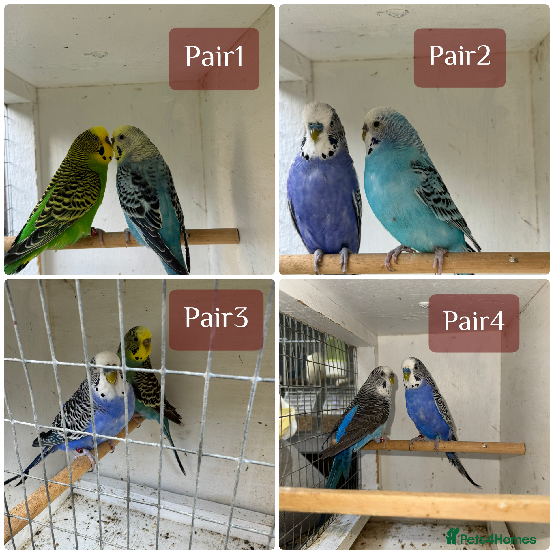 Budgerigars birds Beautiful 🤩 pair of budgies  - Advert 18