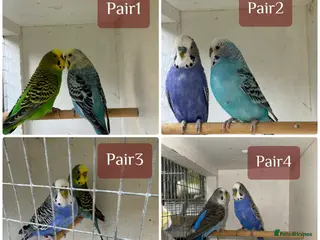 Budgerigars birds Beautiful 🤩 pair of budgies - Advert 18