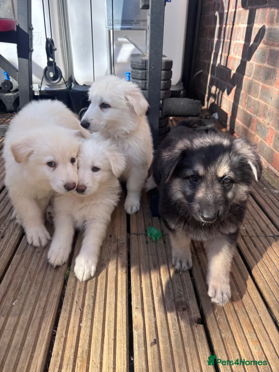 German Shepherd dogs for sale: German shepherds 3 left & available to leave now  - Advert 2