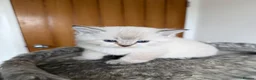 Scottish Fold cats for sale: Champion bloodlines Scottish Fold/Straight Kittens - Advert 5
