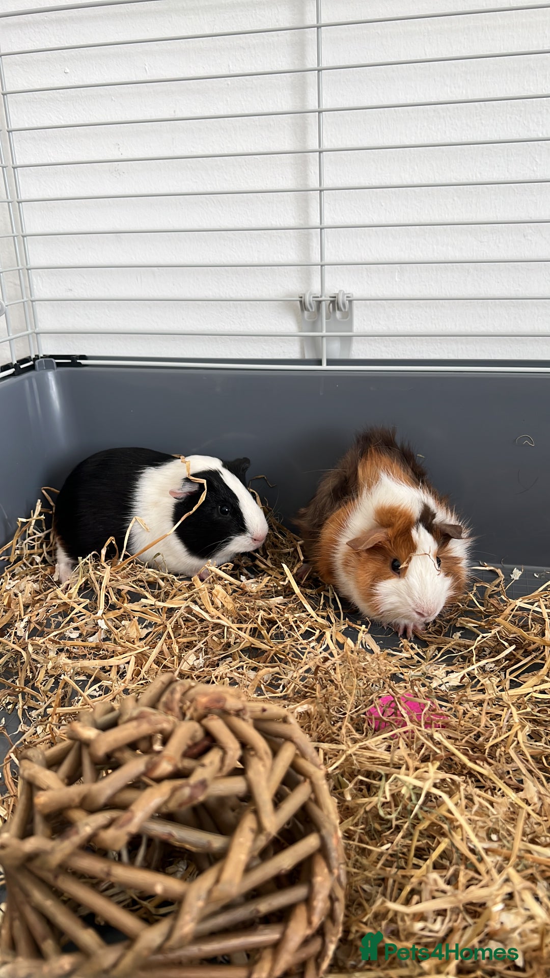Guinea Pig rodents for sale: Guinea Pigs pair in Sittingbourne - Image 1