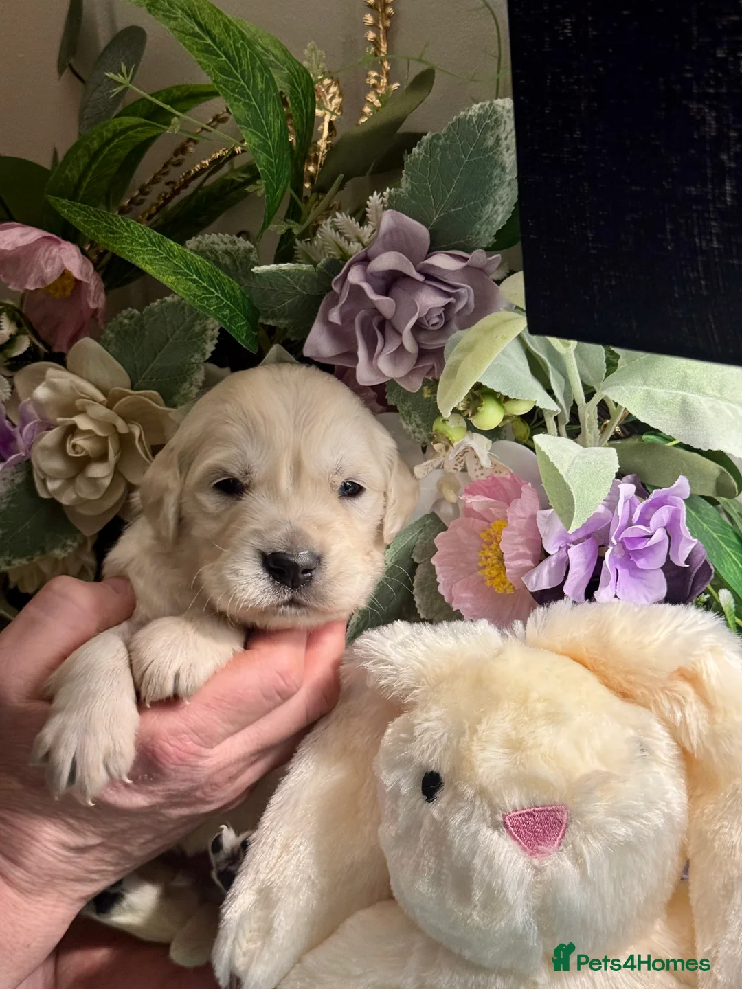 Golden Retriever dogs for sale: 9 gorgeous kc reg golden retriever puppies  - Advert 3
