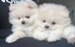 Pomeranian dogs for sale: Adorable White Teddy-Bear Pom Puppies! - Image 38