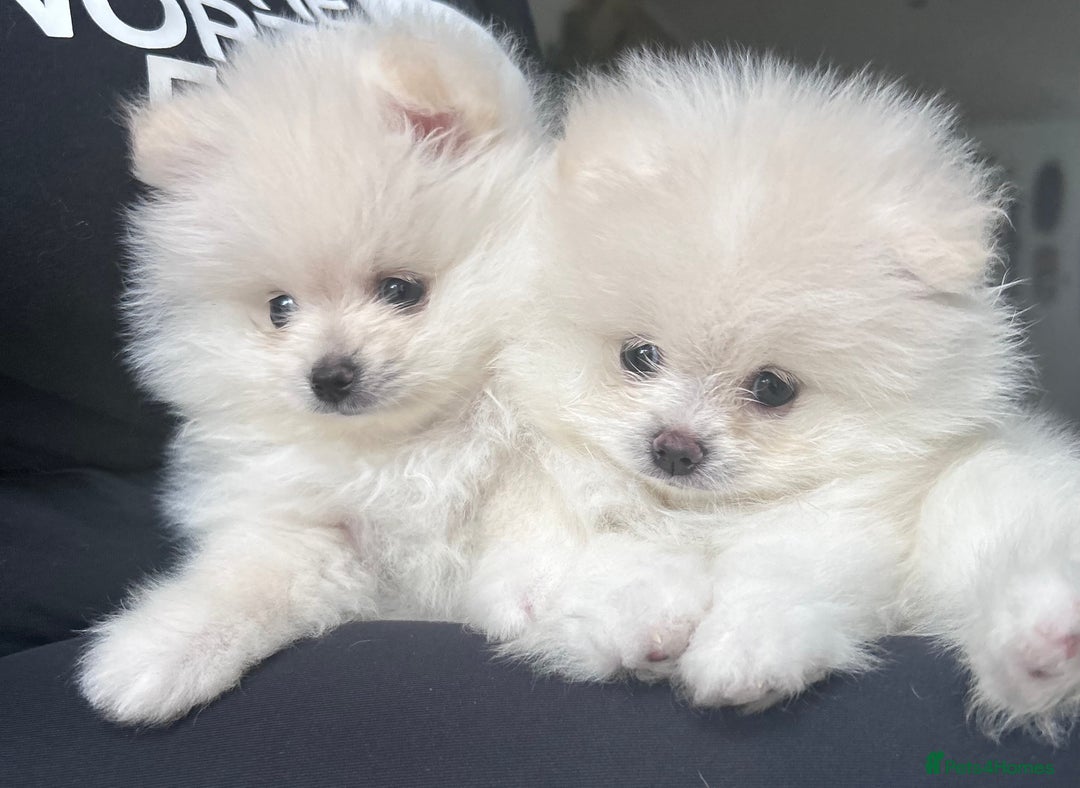 Pomeranian dogs for sale: Adorable White Teddy-Bear Pom Puppies! - Image 38