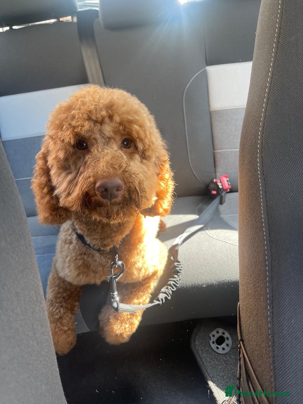 Miniature Poodle dogs Miniature Poodle - Advert 2