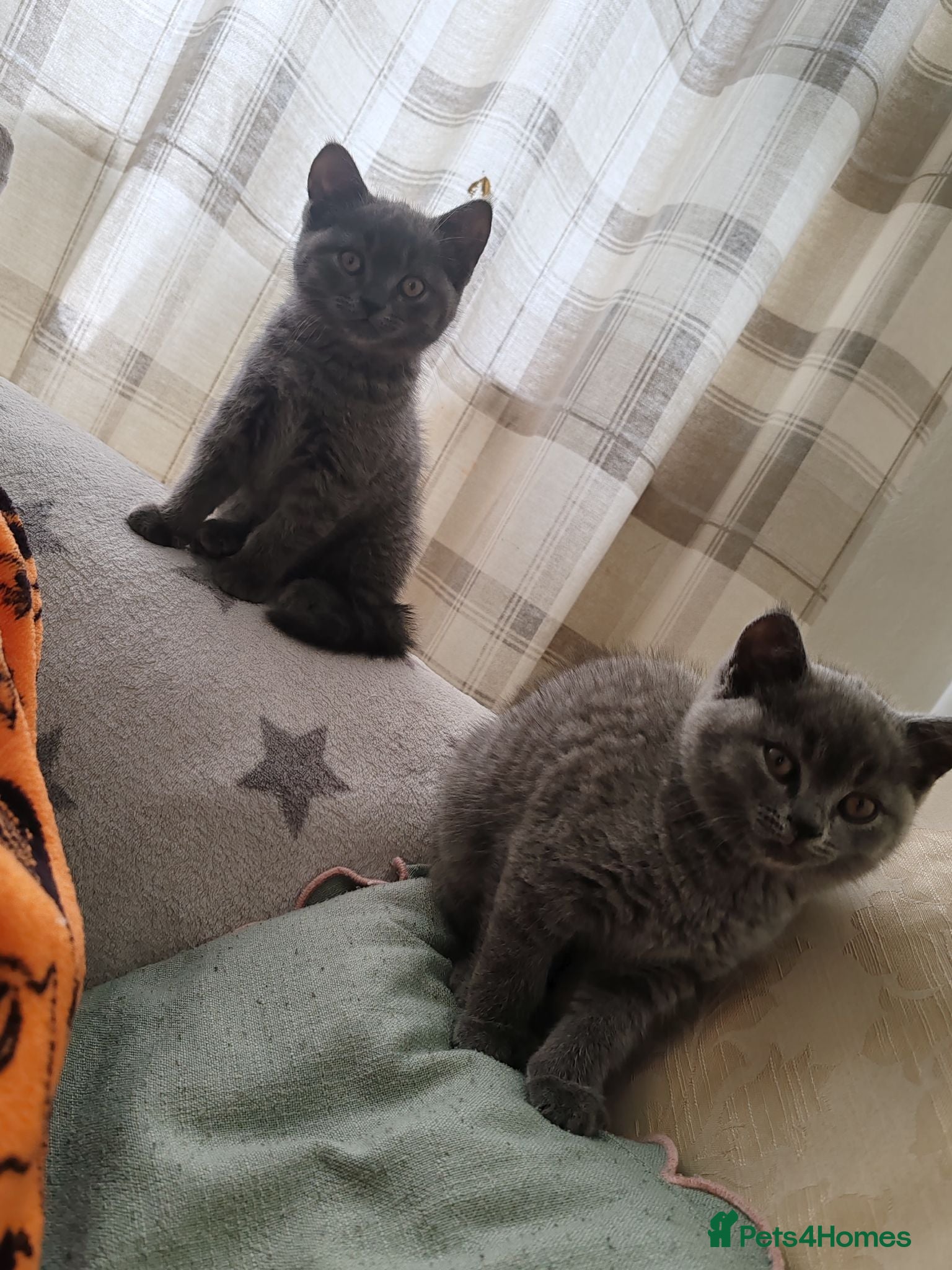 British Shorthair cats British shorthair kittens females  - Advert 1