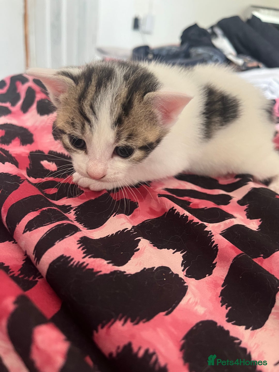 Mixed Breed cats for sale: Tuxedo kittens  - Image 2