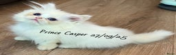 Munchkin cats for sale: Exceptional Quality & Extremely Rare Silver Minuet - Advert 4