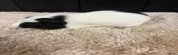 Guinea Pig rodents for sale: Baby Guinea pigs - Advert 6