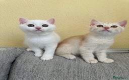 British Shorthair cats for sale: Stunning British Shorthair  - Image 2