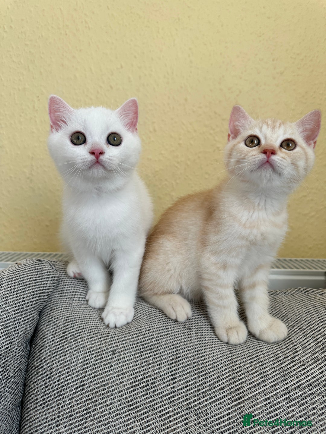 British Shorthair cats for sale: Stunning British Shorthair  - Image 2