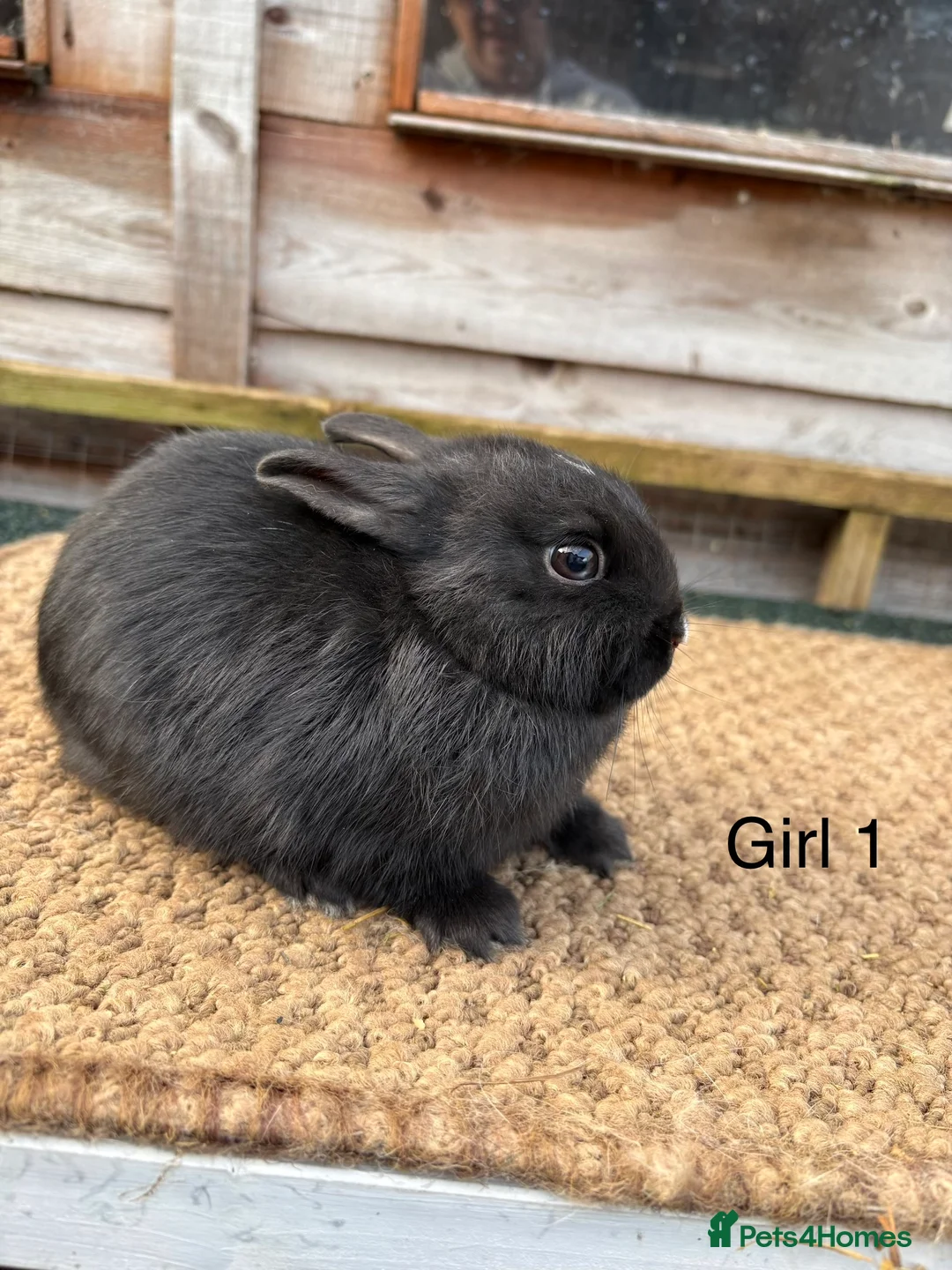 Netherland Dwarf rabbits for sale: Baby Netherland dwarf rabbits for sale  - Advert 2