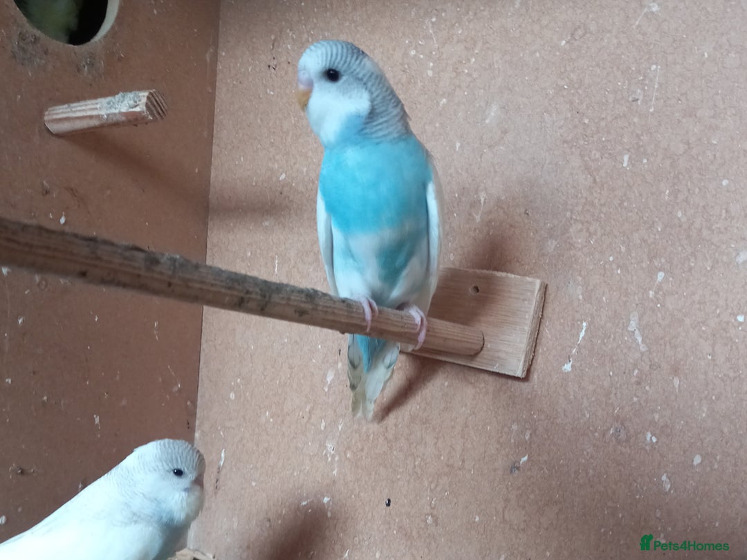 Budgerigars birds for sale: Stunning clear wing baby budgies.  - Image 9
