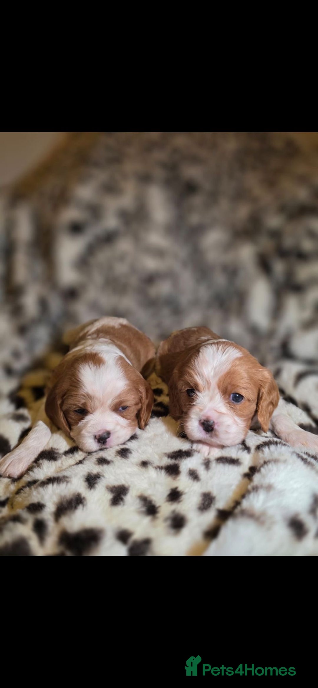Cavalier King Charles Spaniel dogs for sale: 💫CKC STUNNING PUPPIES HEALTH TESTED 💫 - Advert 10
