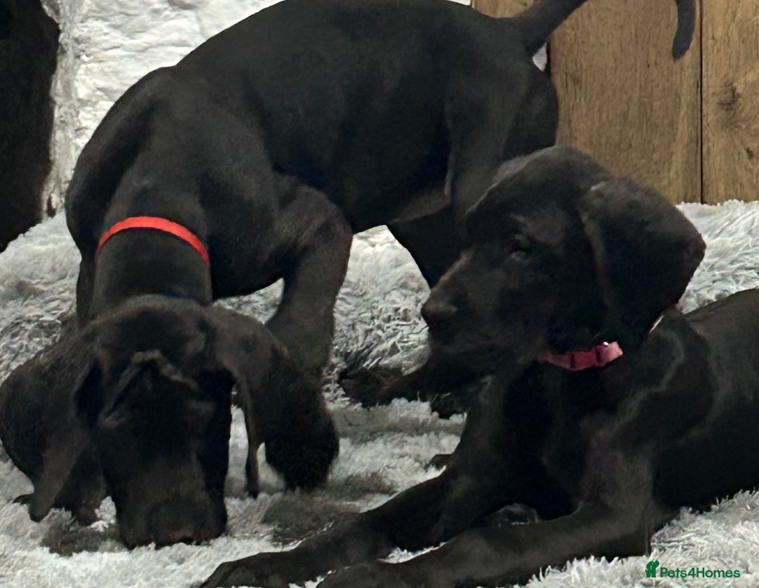 Great Dane dogs for sale: Stunning Great Dane Puppies, 4th generation  - Advert 11