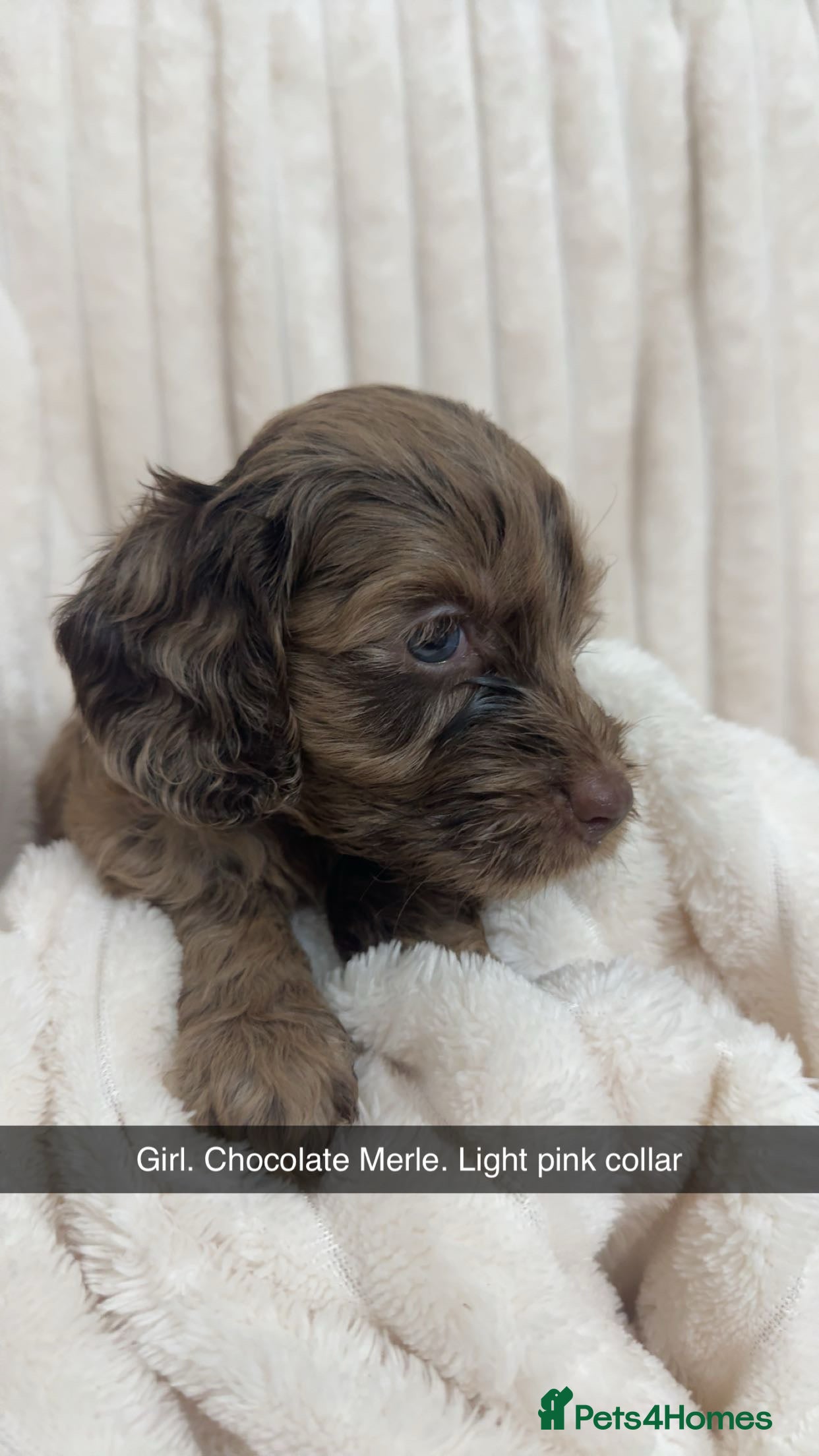 Cockapoo dogs Merle Cockapoo puppies - Advert 1