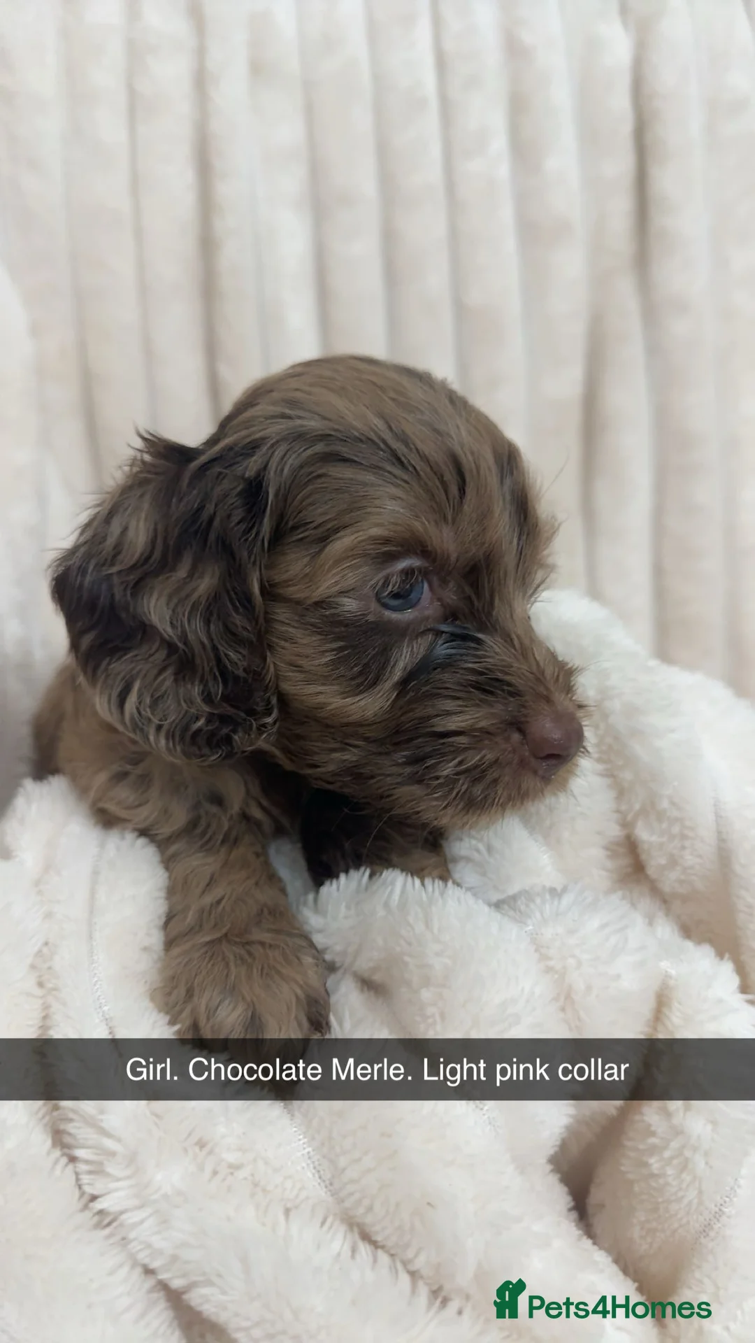 Cockapoo dogs for sale: Merle Cockapoo puppies - Advert 1