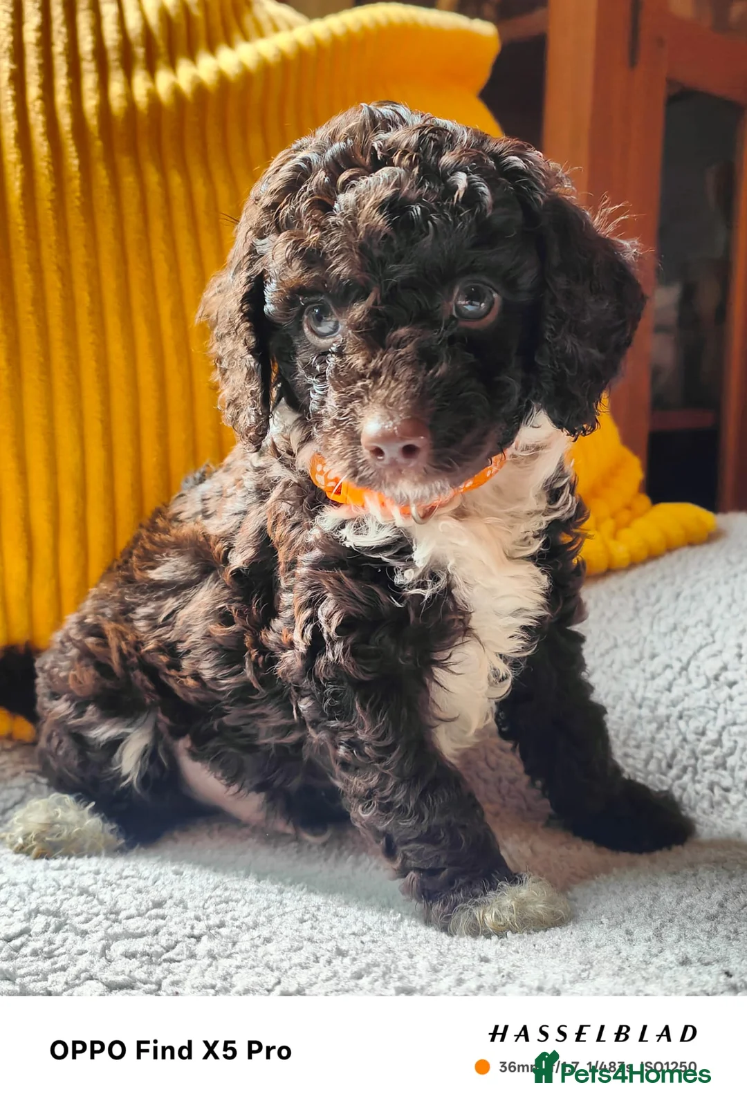 Cockapoo dogs for sale: F1bb toy cockapoos  in Oswestry - Advert 1