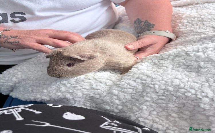 Guinea Pig rodents - Advert 7