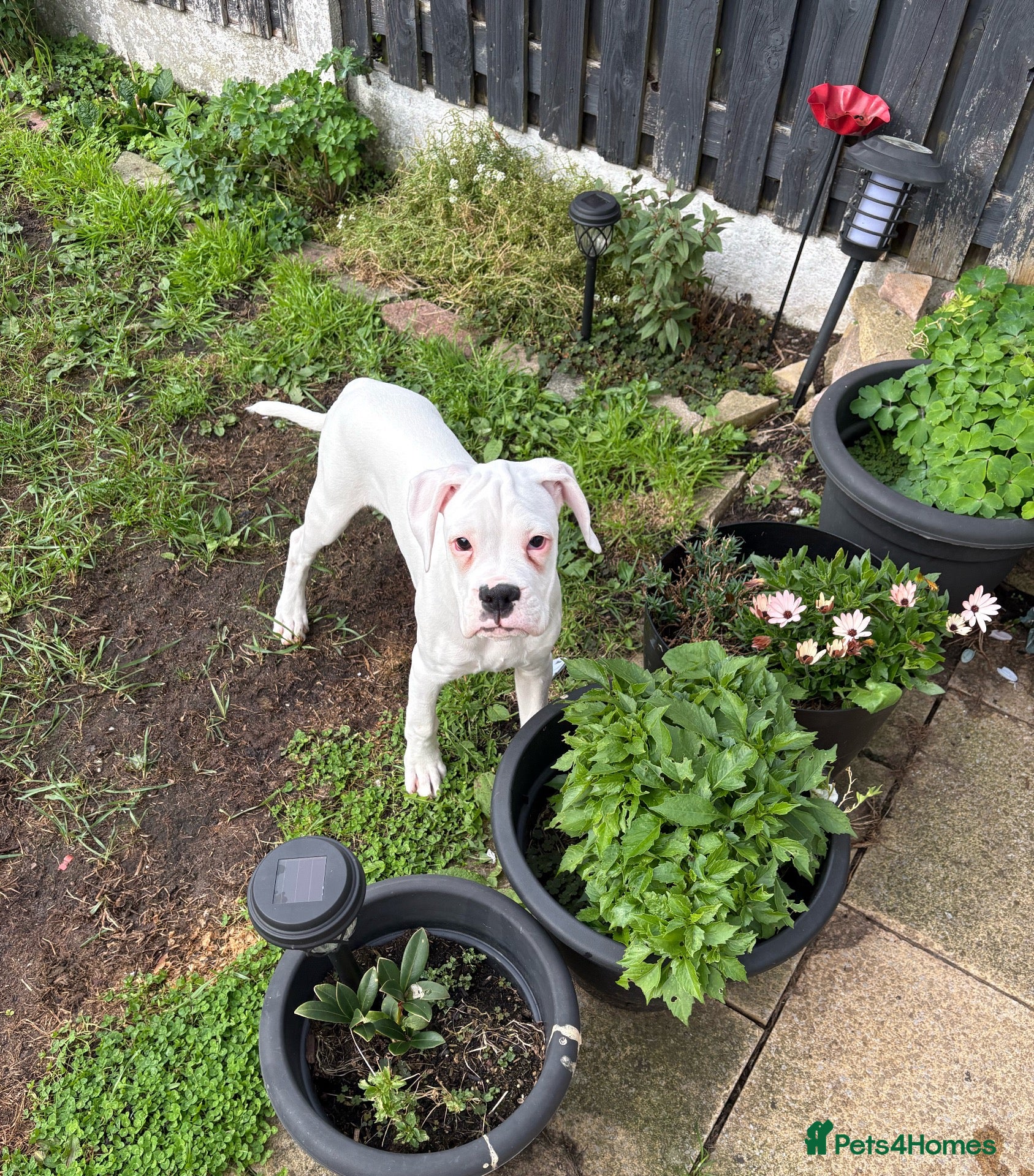 Boxer dogs Male boxer puppy for sale  - Advert 13