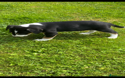 Mixed Breed dogs for sale: Collie x Lurcher Springer - Image 4