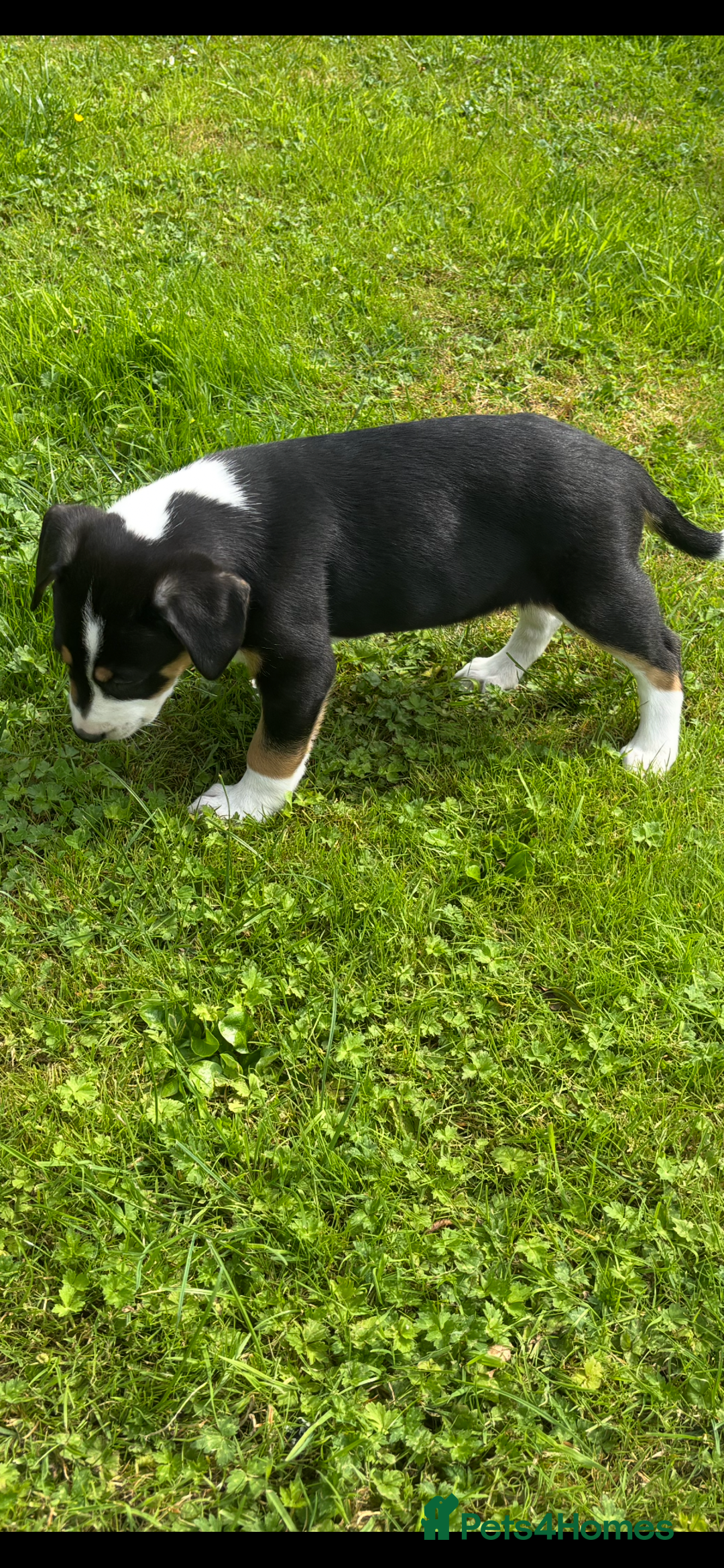 Mixed Breed dogs for sale: Collie x Lurcher Springer - Image 4