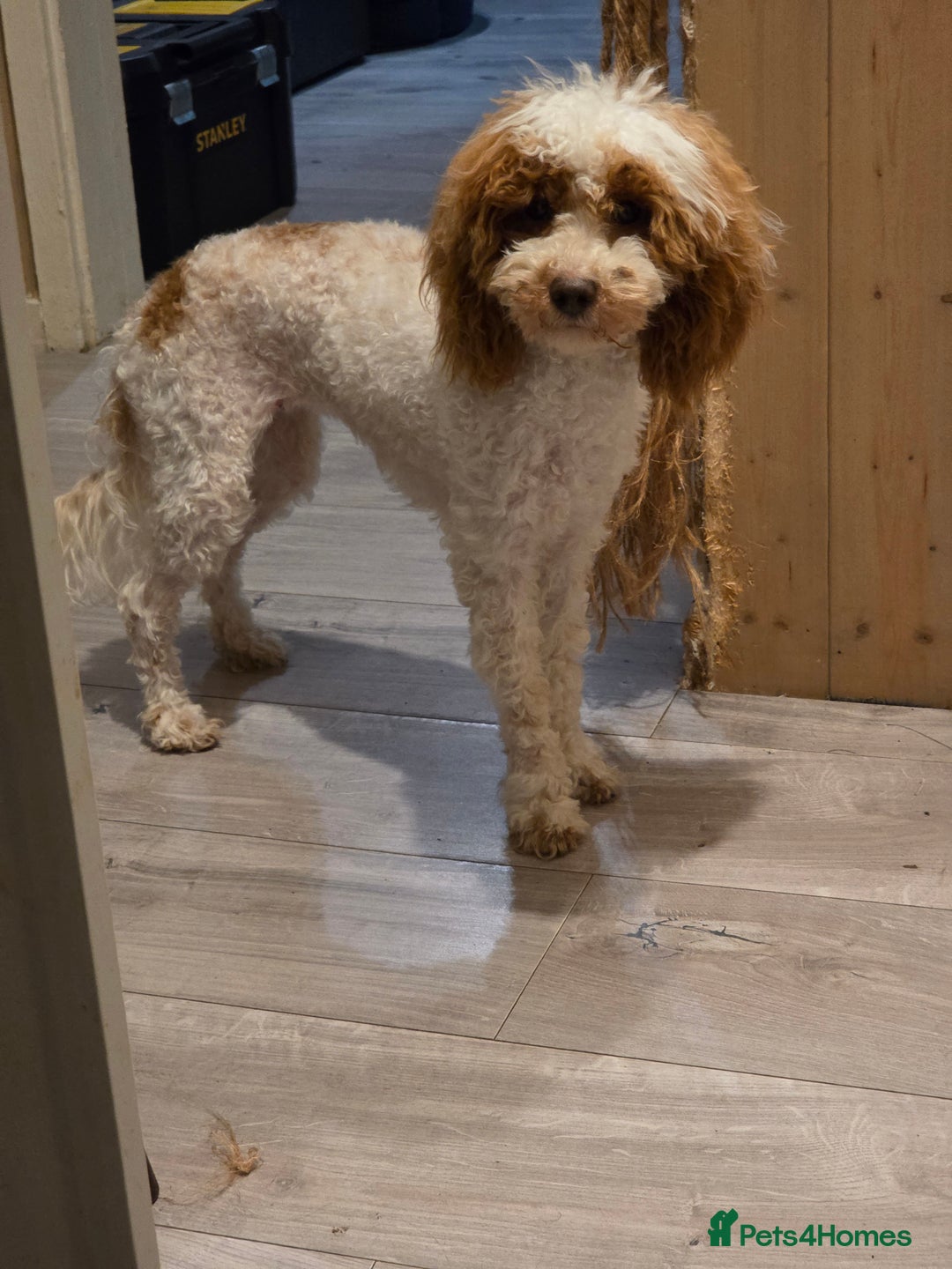 Cockapoo dogs for sale: Beautiful 10-month-old Cockapoo female for sale 🐶 - Advert 6