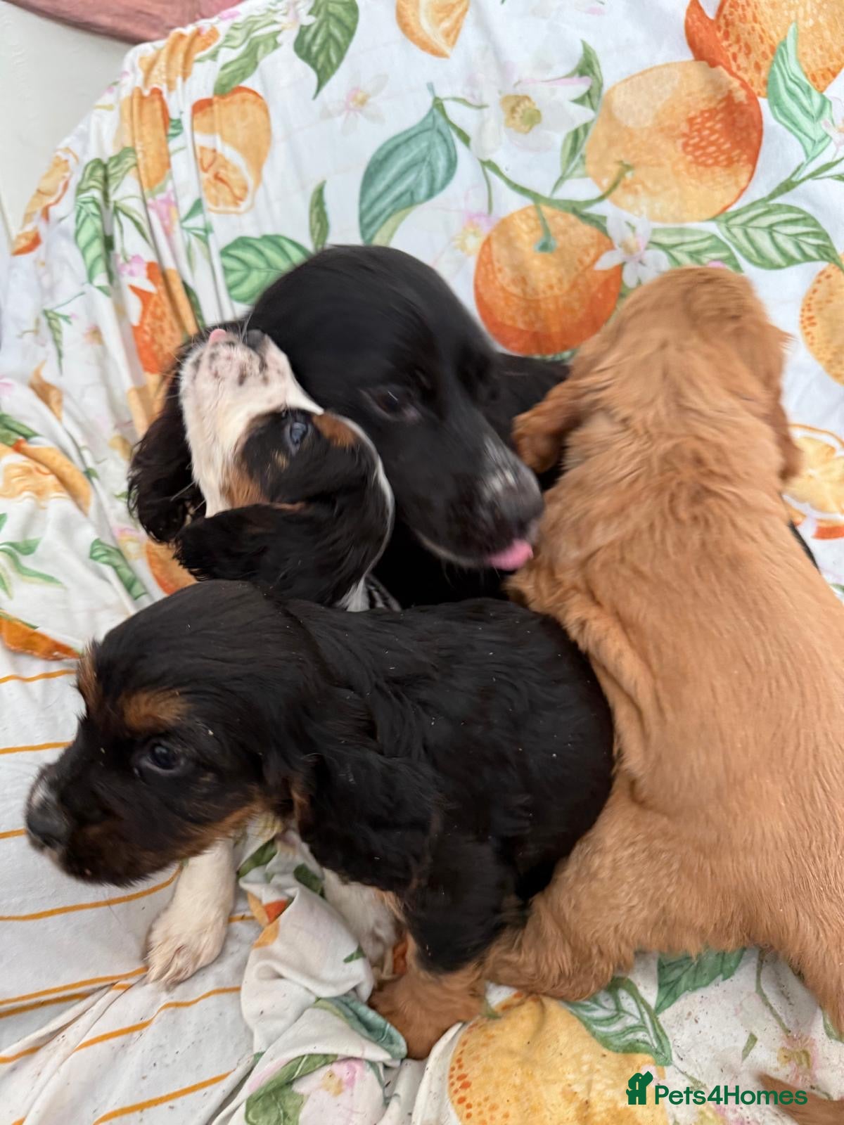 Cocker Spaniel dogs Cocker Spaniel Puppies  - Advert 1