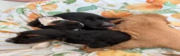 Cocker Spaniel dogs for sale: Cocker Spaniel Puppies  in Bishop Auckland - Advert 1