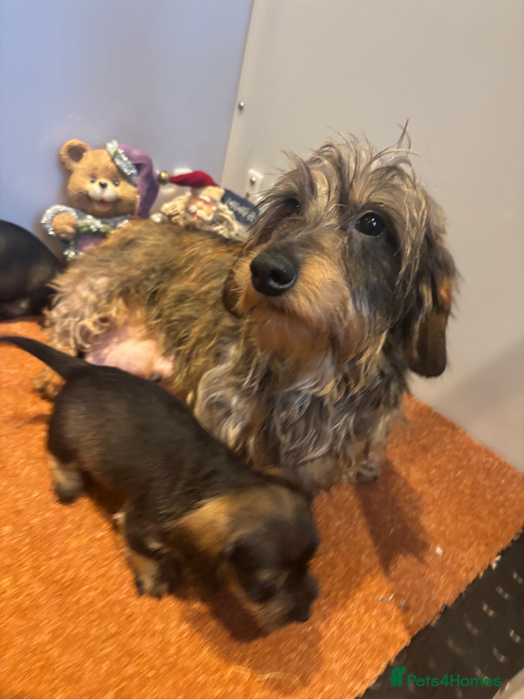 Miniature Dachshund dogs for sale: Wire Haired Dachshunds  - Advert 17