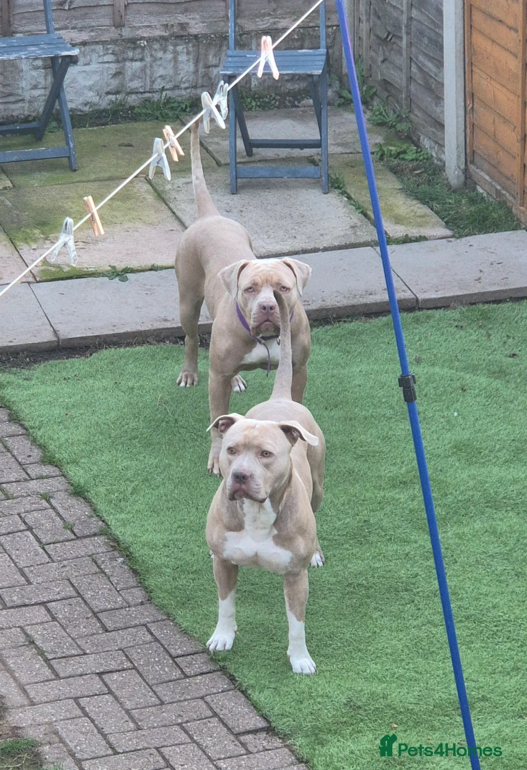 American Bully dogs for sale: Standard american bully  - Advert 6