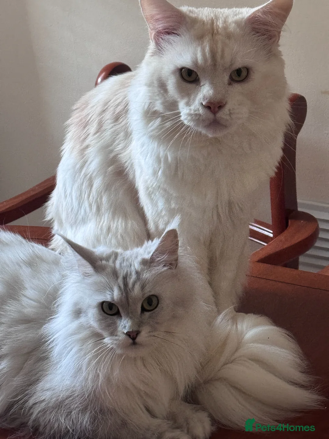 Maine Coon cats for sale: Pedigree Maine Coon Kittens from the Shaded line  - Advert 1