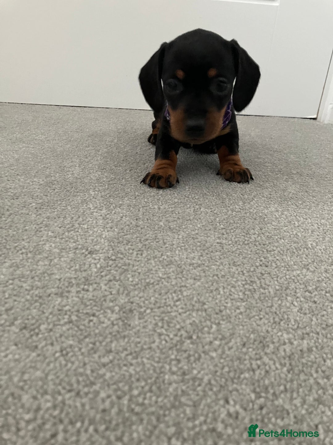 Dachshund dogs for sale: Dachshund pups black and tan - Advert 3