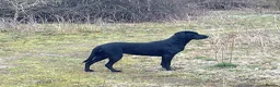 Labrador Retriever dogs for sale: Black Labrador puppies  in Canterbury - Advert 10