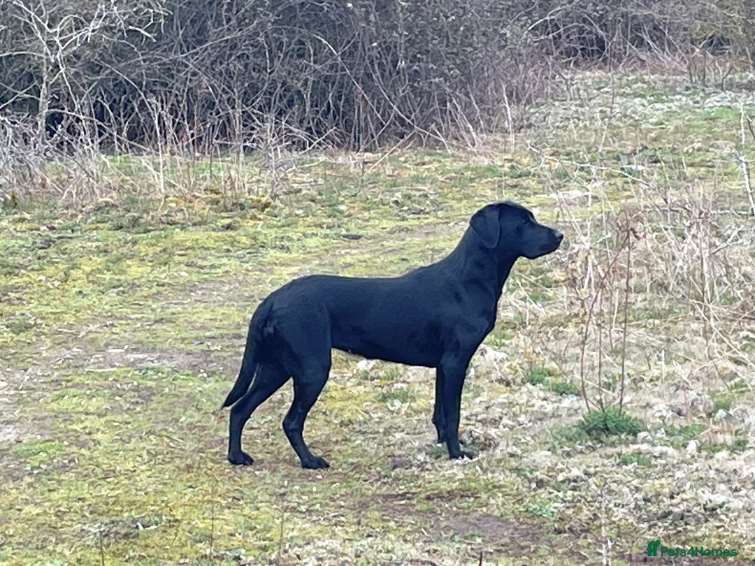 Labrador Retriever dogs for sale: Black Labrador puppies  in Canterbury - Advert 10