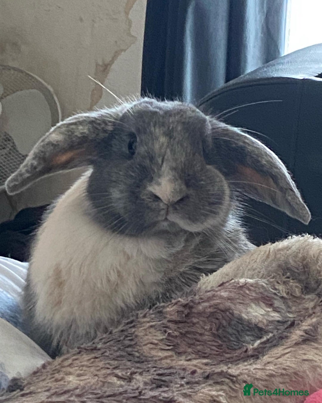 Mini Lop rabbits for sale: Sherlock neutered male (4 y/o) - Advert 8