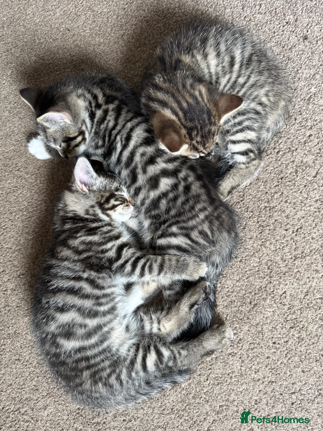 Mixed Breed cats for sale: 2 Male Tabby Kittens in Newport Pagnell - Advert 2