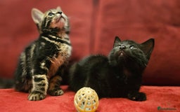 Mixed Breed cats for sale: adorable kittens are looking for a new home - Image 2
