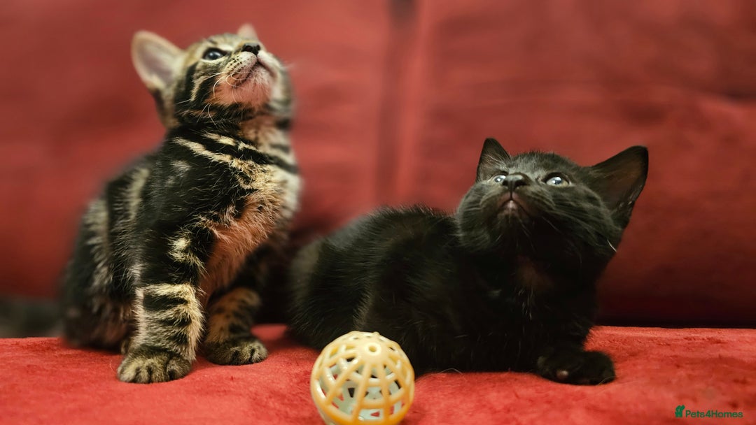 Mixed Breed cats for sale: adorable kittens are looking for a new home - Image 2