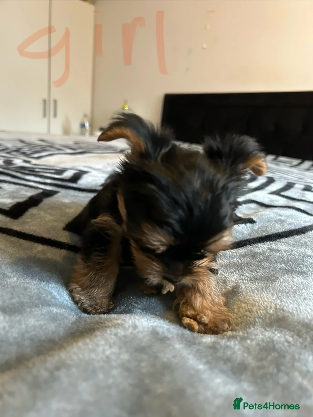 Yorkshire Terrier dogs for sale: Litter of Yorkshire terriers for sale - Advert 11