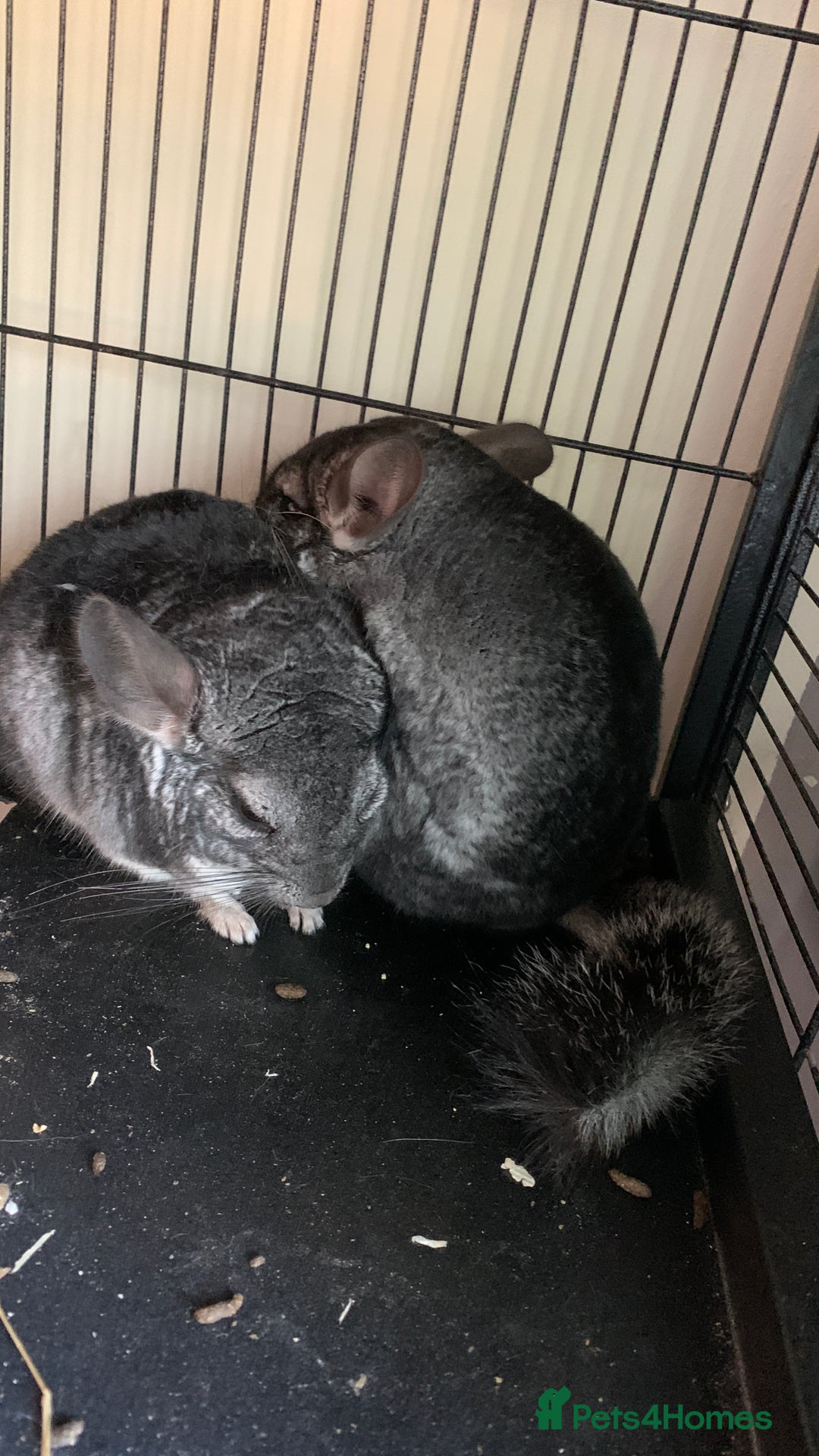 Chinchilla rodents for sale: 2 Male Chinchillas - Advert 3