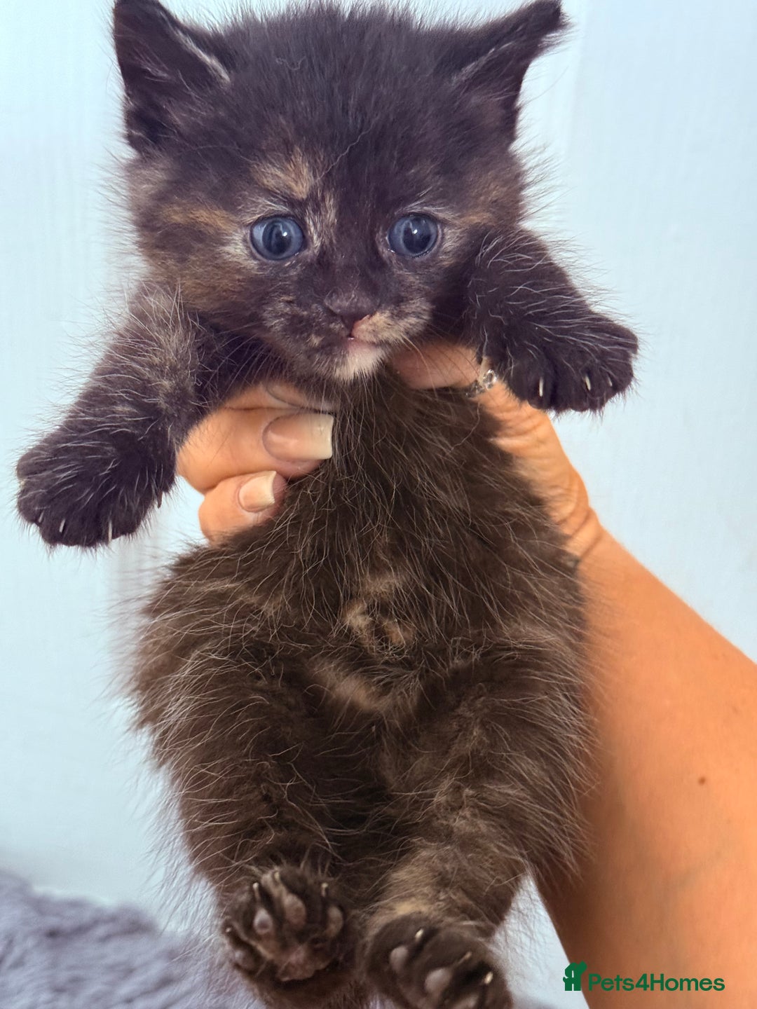 Mixed Breed cats for sale: Long Fur kittens for sale  - Image 6