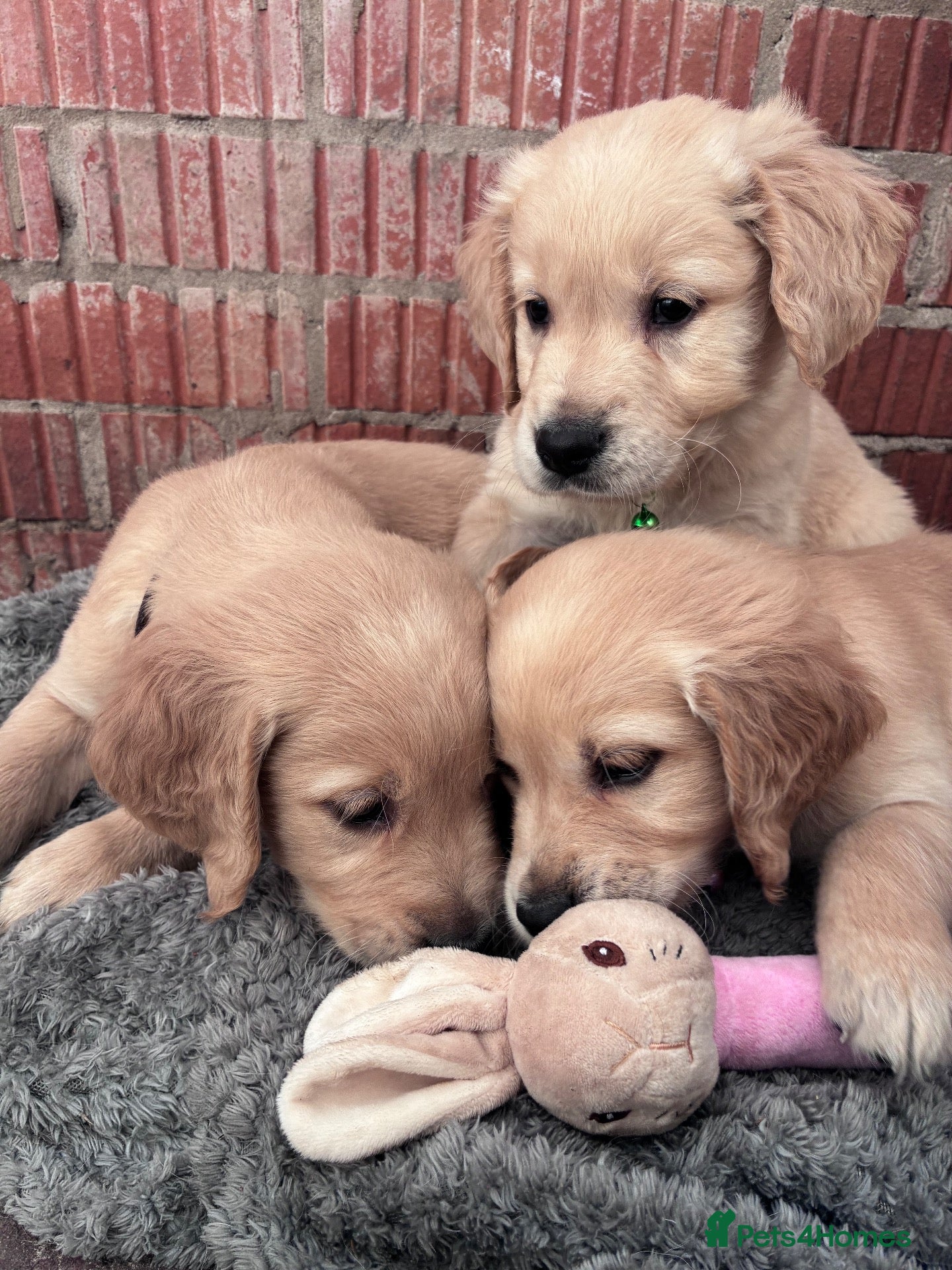 Golden Retriever dogs Red golden retrievers  - Advert 7