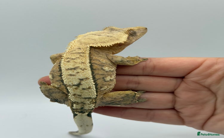 Gecko reptiles - Advert 11
