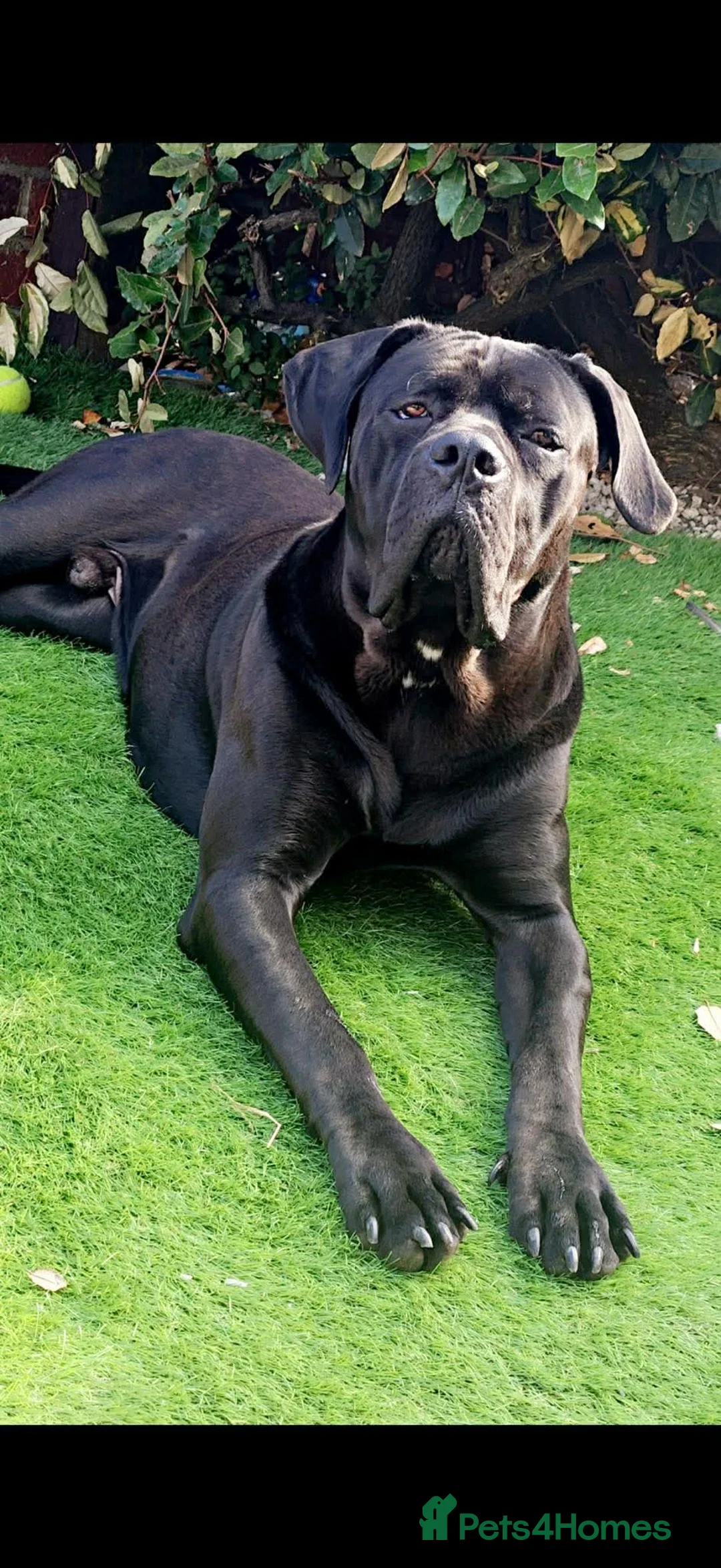 Cane Corso dogs for sale: 4 cane corso puppies for sale  in Sunderland - Advert 2